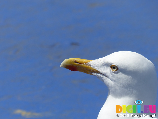 FZ015893 Herring Gull (Larus argentatus) [Seagull] close up